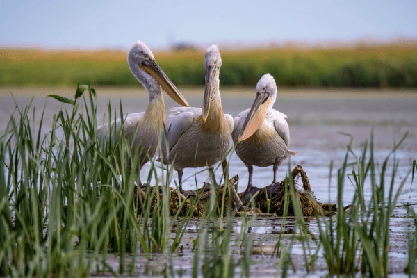 Untitled (600 x 400 px) (1)